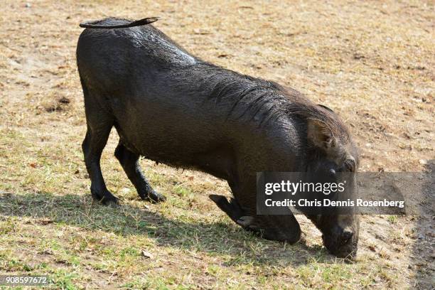 common warthog (phacochoerus africanus). - kasese stock-fotos und bilder