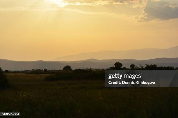 beautiful sunset in queen elizabeth national park. - kasese stock-fotos und bilder