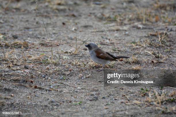 northern grey-headed sparrow (passer griseus). - kasese stock pictures, royalty-free photos & images