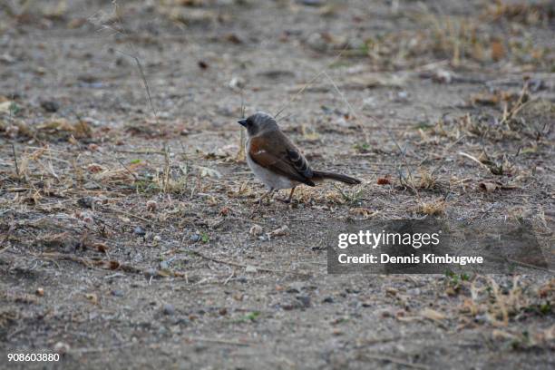 northern grey-headed sparrow (passer griseus). - kasese stock-fotos und bilder