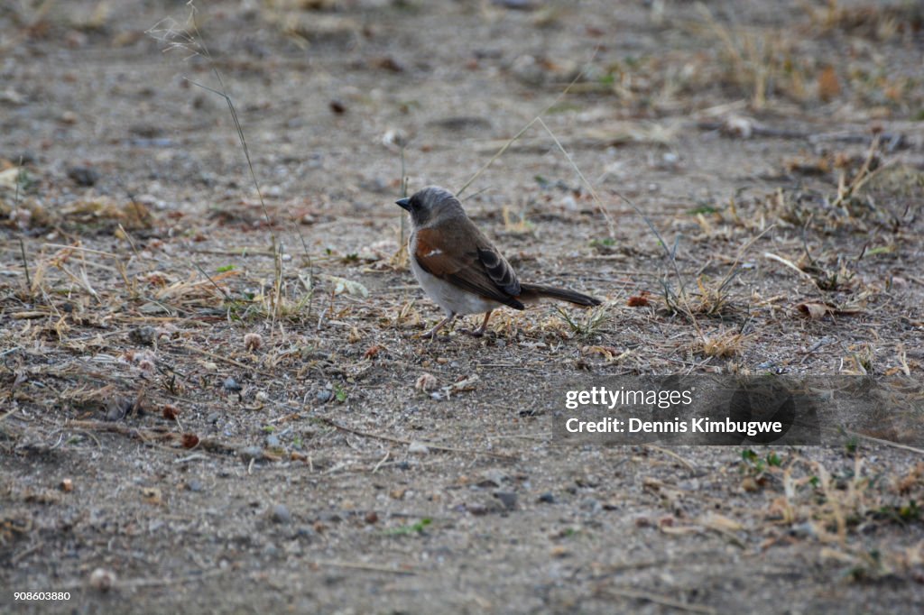 Northern Grey-headed Sparrow (Passer Griseus).