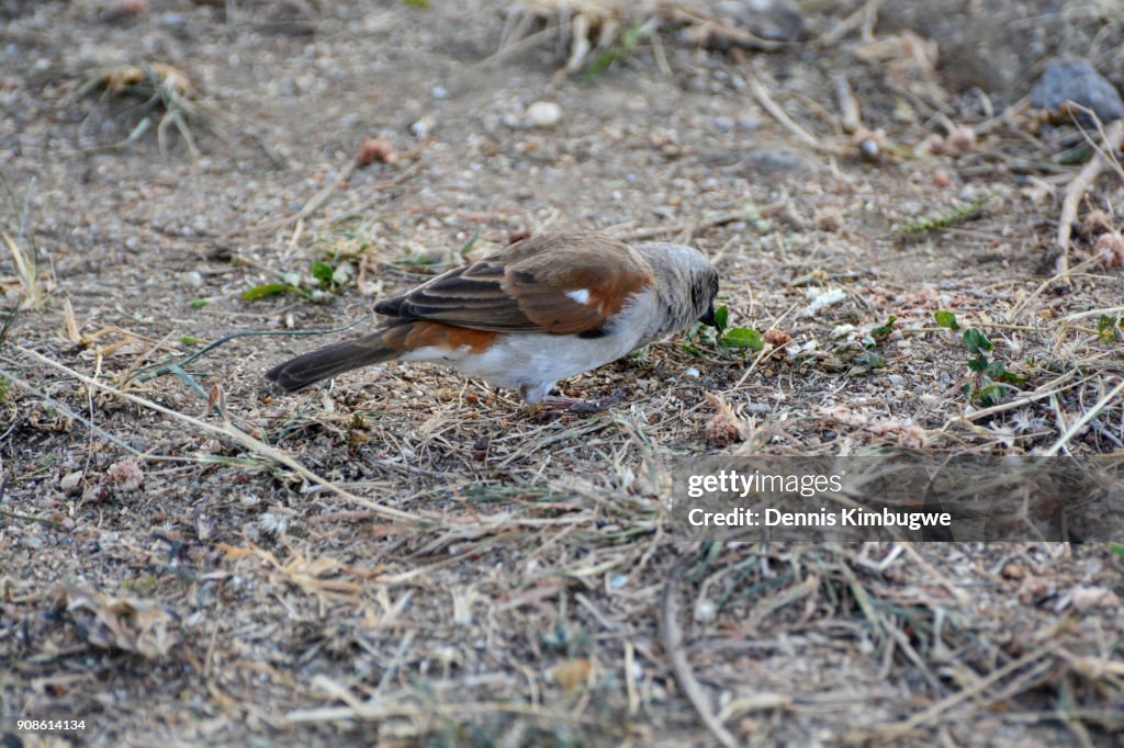Northern Grey-headed Sparrow (Passer Griseus).