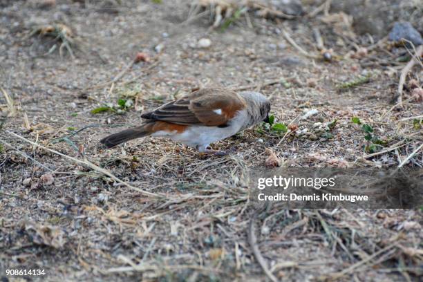 northern grey-headed sparrow (passer griseus). - kasese stock pictures, royalty-free photos & images