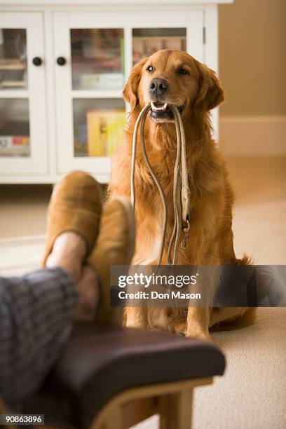 dog holding leash in mouth - haustierleine stock-fotos und bilder