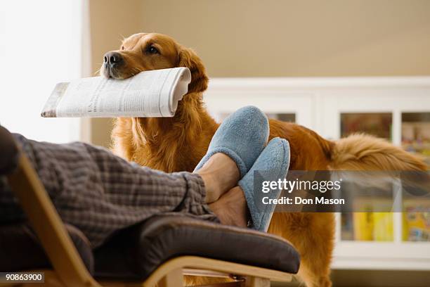 dog bringing newspaper to owner - hand over mouth stock pictures, royalty-free photos & images