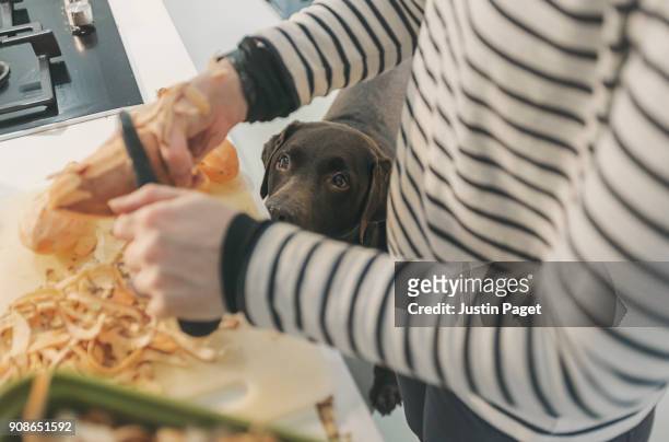 dog watching woman peeling potatoes - aas fressen stock-fotos und bilder