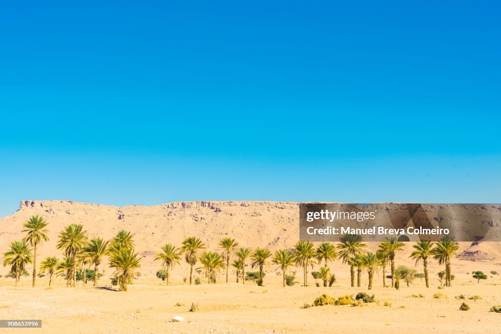 Palms in the desert