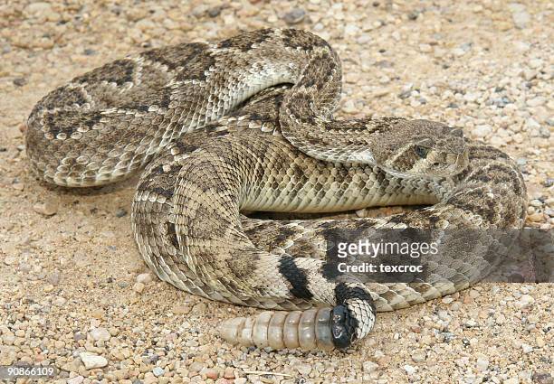 large grownup rattlesnake on a sand surface - western diamondback rattlesnake stock pictures, royalty-free photos & images