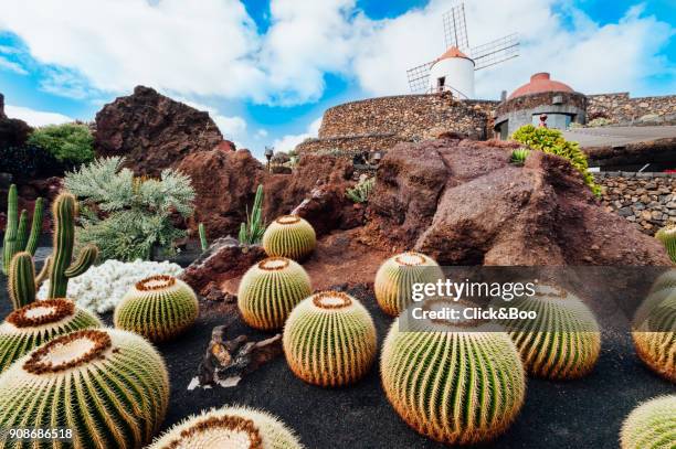 cactuses in lanzarote, spain - lanzarote fotografías e imágenes de stock
