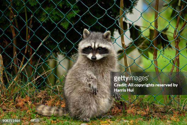 we miss coon coon - raccoon stock-fotos und bilder