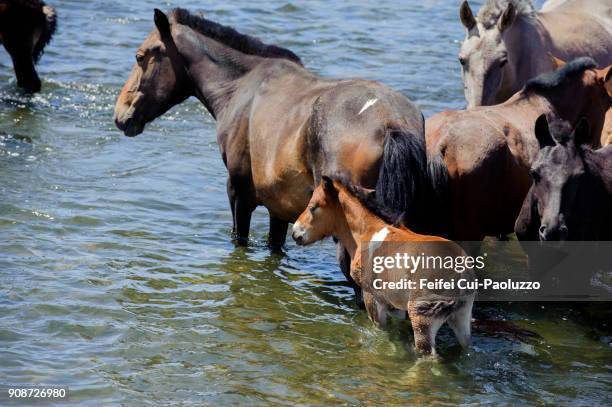group of horse at orkhon valley, mongolia - orkhon river stock pictures, royalty-free photos & images