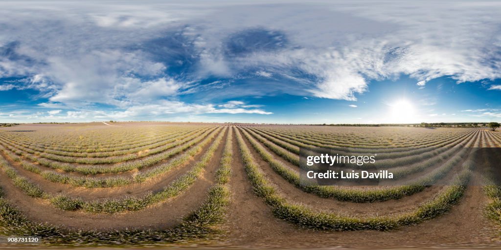 Lavender fields. Brihuega. Spain