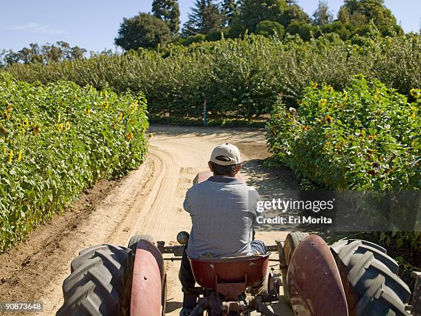 pumpkin patch - moorpark stock pictures, royalty-free photos & images