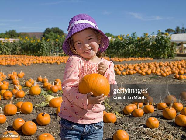 pumpkin patch - moorpark stock pictures, royalty-free photos & images