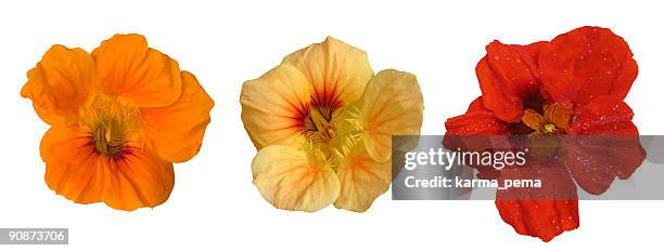 three flower heads - nasturtium stockfoto's en -beelden