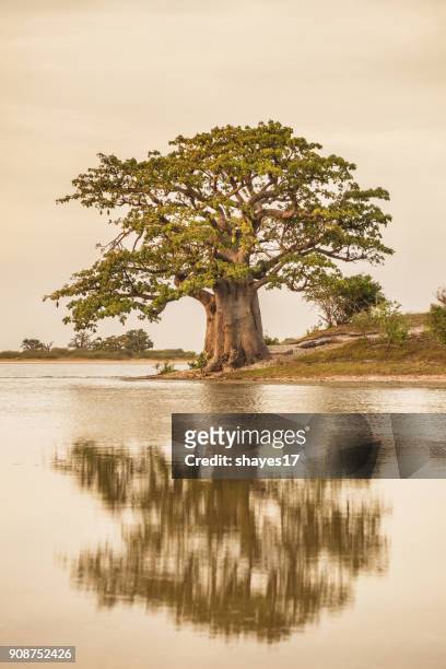 baobab tree reflection - single tree stock pictures, royalty-free photos & images