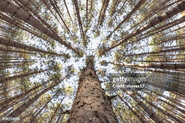 managed forest perspective - tree farm stock pictures, royalty-free photos & images