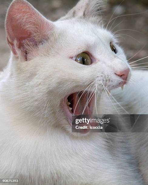 gatto sbadigliare bianco - bocca di animale foto e immagini stock