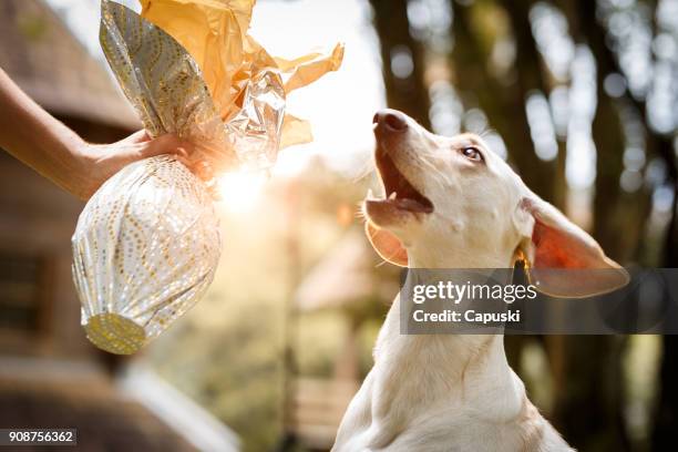 feiern ostern mit hund - dog easter stock-fotos und bilder