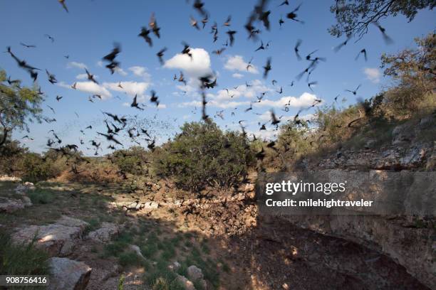 mexikanska veckläppade fladdermöss flyger utanför grottan bevara texas - fladdermus bildbanksfoton och bilder