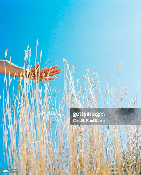a hand over wheat in a field - low angle view of wheat growing on field against sky fotografías e imágenes de stock