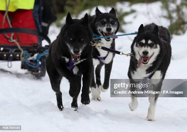 Musher Darren Lafevre races his huskies during a training session at Feshiebridge ahead of the The Siberian Husky Club of Great Britain's 35th...