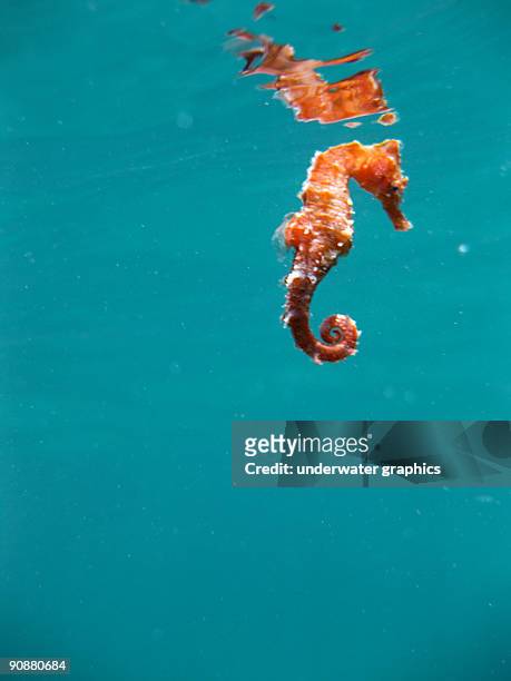 caballito  under water - hippocampus stock pictures, royalty-free photos & images