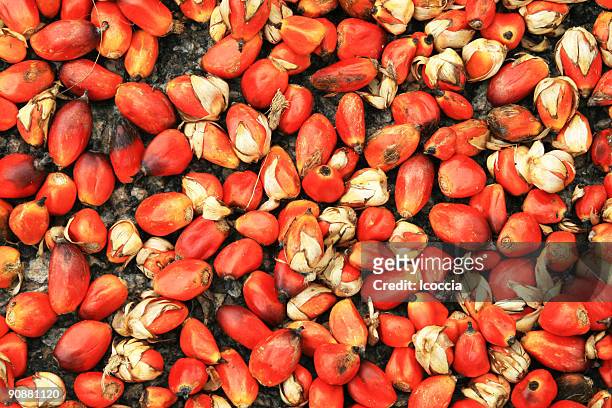 oil palm seeds - palm oil stockfoto's en -beelden