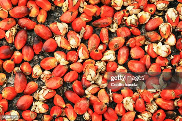 oil palm seeds - chinese spinazie stockfoto's en -beelden