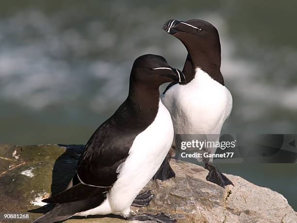 razorbills (alca torda), scotland - auk stock pictures, royalty-free photos & images