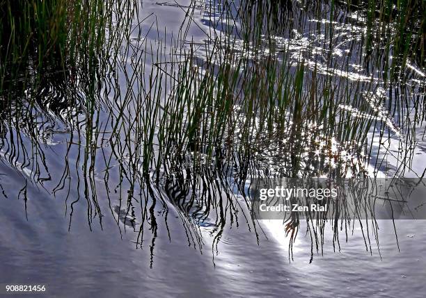 spikerush, spikesedge or eleocharis on rippled water and sunlights' reflections - sumpfried stock-fotos und bilder