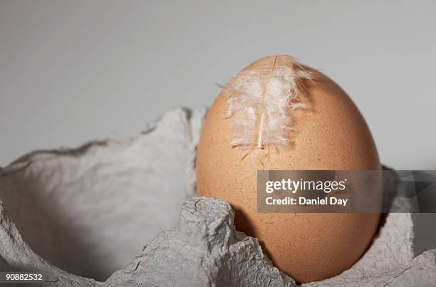 free range eggs - beed stock pictures, royalty-free photos & images