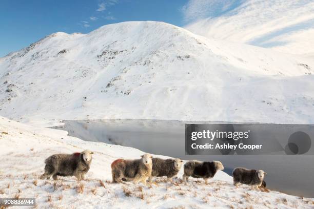 looking across grisedale tarn to fairfield in the lake district, uk with herdwick sheep in the foreground. - herdwick sheep stockfoto's en -beelden