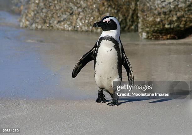 african penguin on boulders beach in cape town, south africa - african penguin stock pictures, royalty-free photos & images