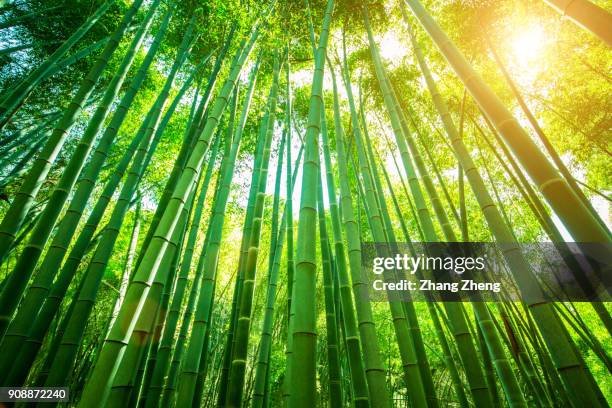 bamboo forest - bambushain stock-fotos und bilder