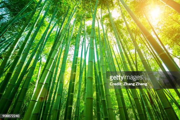 bamboo forest - kanagawa prefecture fotografías e imágenes de stock