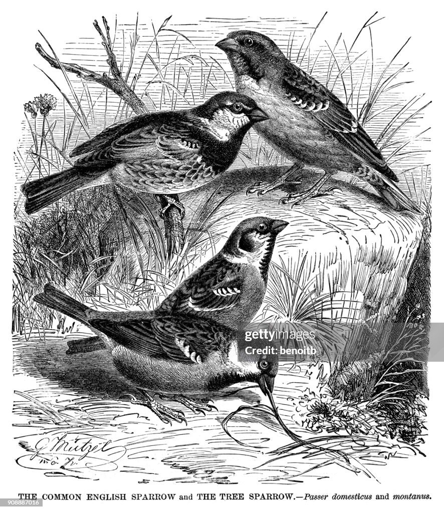 Common English Sparrow and the Tree Sparrow