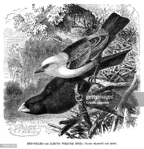 red-billed weaver and alecto weaver bird - red billed queleas stock illustrations