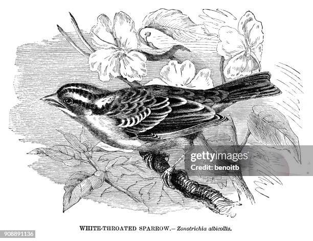 white-throated sparrow - white throated sparrow stock illustrations