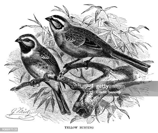 yellow bunting - finch stock illustrations