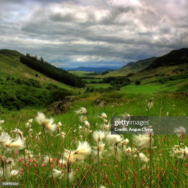 bog cotton  glen lednock - bog - fotografias e filmes do acervo