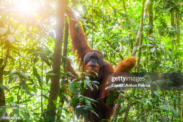 wild orangutan in bukit lawang national park, sumatra in indonesia - mensaap stockfoto's en -beelden