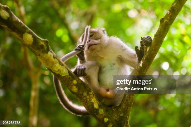 crab-eating macaque in the jungles of sumatra. bukit lawang - gunung leuser national park stock pictures, royalty-free photos & images