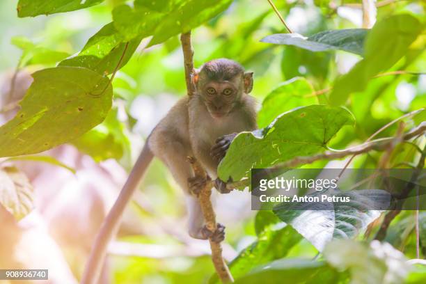 crab-eating macaque in the jungles of sumatra. bukit lawang - gunung leuser national park stock pictures, royalty-free photos & images