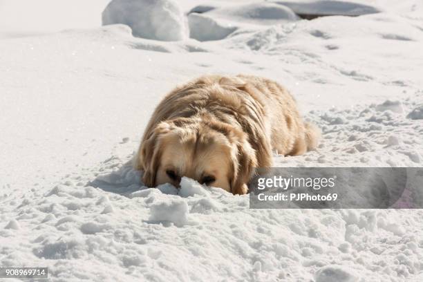 dog playing in the snow - pjphoto69 stock pictures, royalty-free photos & images