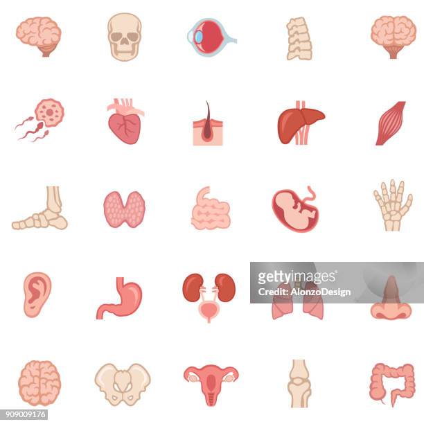 illustrations, cliparts, dessins animés et icônes de organe interne humain - icônes de couleur - gros intestin humain