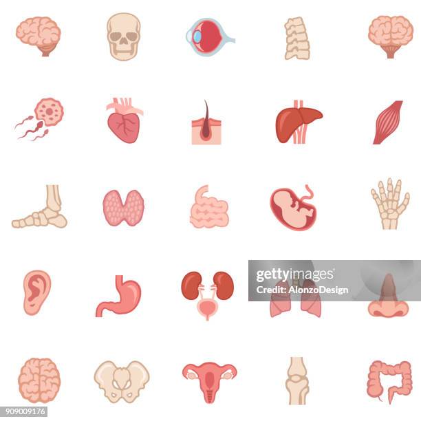 bildbanksillustrationer, clip art samt tecknat material och ikoner med människans inre organ - färgikoner - människotunntarm