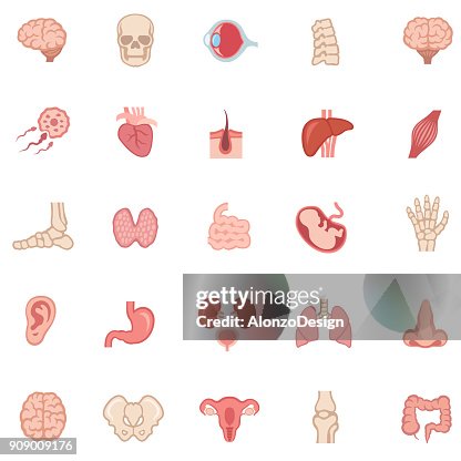 Human internal organ - Color icons Human internal organ - Color icons