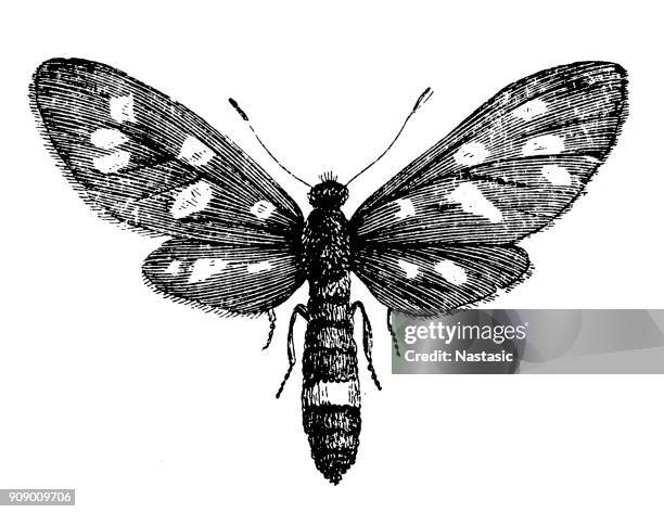 the nine-spotted moth or yellow belted burnet (amata phegea, formerly syntomis phegea) - amata phegea stock illustrations