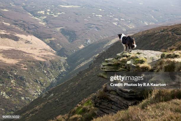 border collie dog on rocks high above a valley - pennines stockfoto's en -beelden